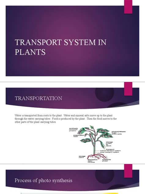 Transport System In Plants Pdf