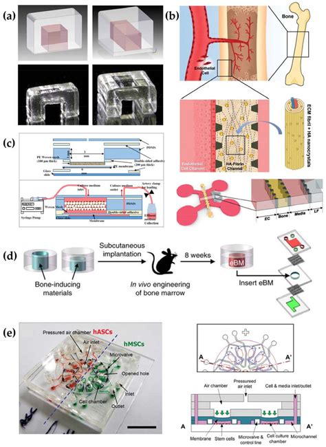 Different Microfluidic Systems For Modeling A Respective Physiologic