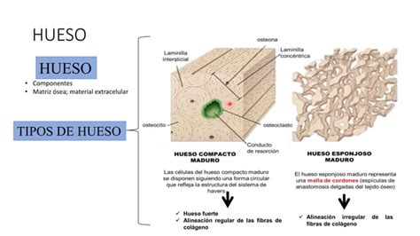 TEJIDOS HISTOLÓGICOS osteona canal de haves pptx