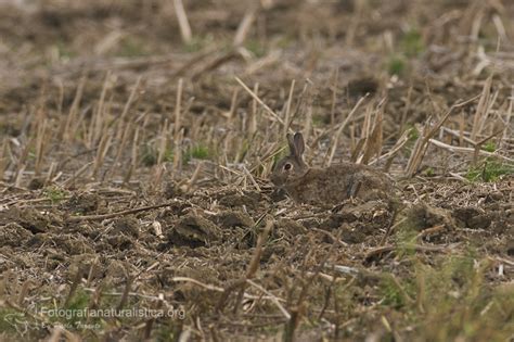 Coniglio Selvatico Oryctolagus Cuniculus Common Rabbit Img