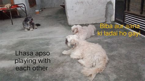 Lhasa Apso Barking Sound Lhasa Apso Dog Barking Sound Youtube