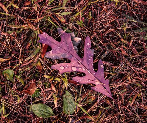 Autumn Oak Leaf Free Stock Photo Public Domain Pictures