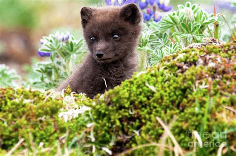 Arctic Fox Pup Photograph by Robert Goodell - Pixels