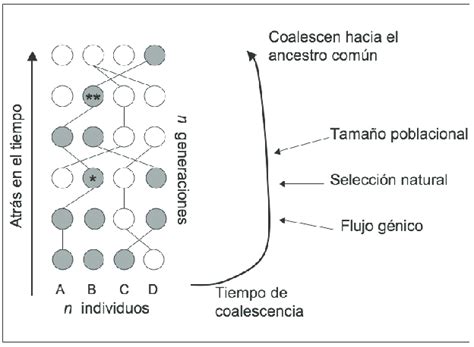 Relaci N Evolutiva Geneal Gica De Cuatro Haplotipos Individuos