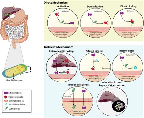 Figure 4 From Gut Reactions Breaking Down Xenobioticmicrobiome