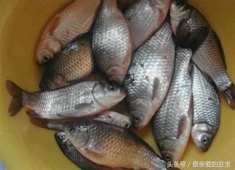 自製特效餌料，冬季專釣鯉魚和鯽魚，餌料配方簡單製作容易 每日頭條