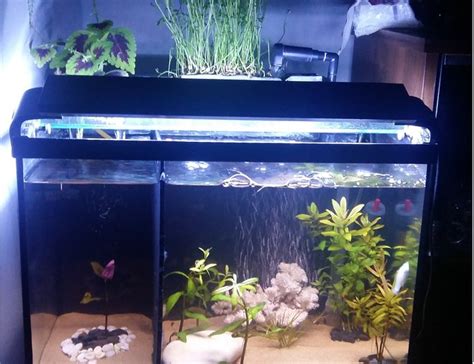 12 Gallons Fish Tanks And Aquariums - RateMyFishTank.com