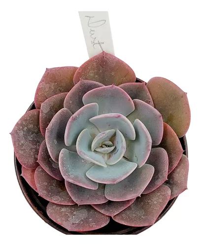 Echeveria Dust Rose