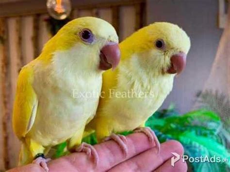 Hand Reared Rare Lutino Quaker Parrots For Sale Postadsph