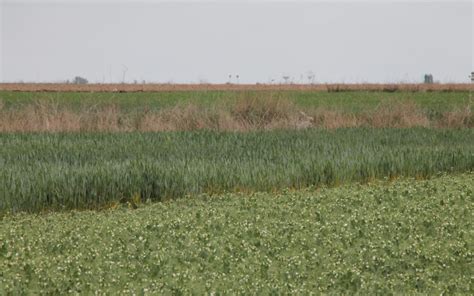 La nueva Renta de Referencia en el Sector Agrario Español