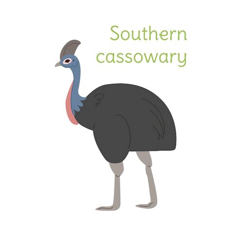 El cassawary del sur está parado pájaro australiano en una ilustración