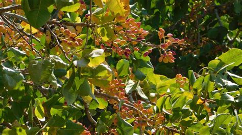 Pistachier Plantation Entretien Soin Le Parisien