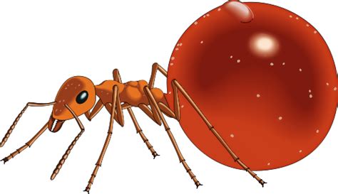 Honeypot Ants | Ants, Honey pot, Clip art pictures