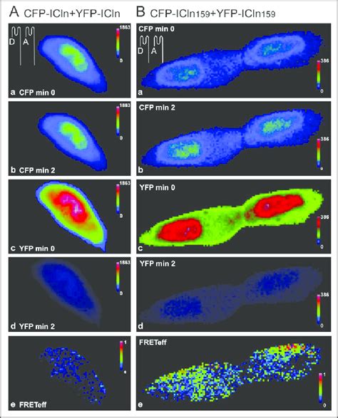 A Fret Images Acquired In Living Nih T Fibroblasts Expressing Cfp Icln