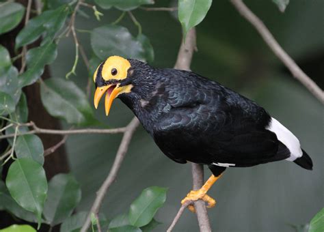 Yellow Faced Myna Zoochat