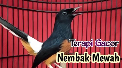 Pancingan Masteran Murai Batu Gacor Full Materi Mewah Sekali Dengar