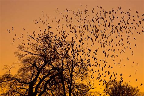 Jackdaws ‘democratically Decide When To Take Flight As A Flock New