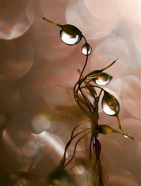 Wonderful And Gorgeous Water Drop Art - Bored Art