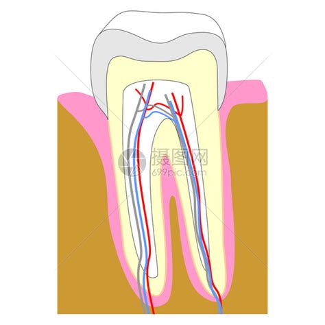 显示牙齿解剖结构的牙齿横截面插画图片下载 正版图片502722865 摄图网