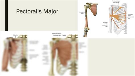 Solution Muscles Of Pectoral Scapular Back Studypool