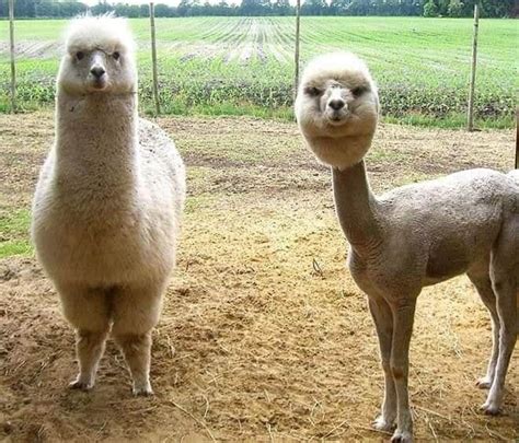 Shaved Alpacas And Llamas Look Like S Rock Album Cover Pics