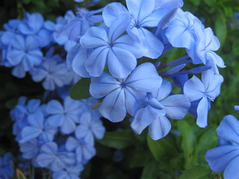 Sky blue flowers by bekjackeric on DeviantArt