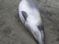 Grays Beaked Whale Ocean Treasures Memorial Library