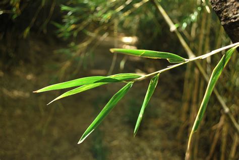 Free Images Nature Forest Branch Sunlight Leaf Flower Wildlife Green Jungle Insect