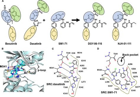 Frontiers Structure And Characterization Of A Covalent Inhibitor Of