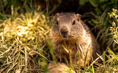 Mankei Das Murmeltier Im Nationalpark Berchtesgaden