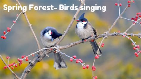 Spring Forest Blackbird Song Bird Singing Chirping Relaxing