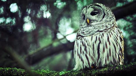 Birds Animals Nature Branch Green Wildlife Bird Of Prey Owl