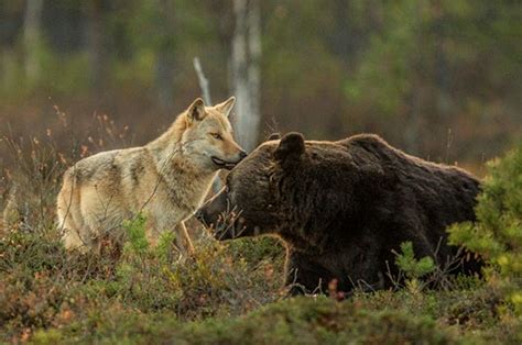 Fot Grafo Registra Amizade Inusitada Entre Urso E Loba Topbiologia