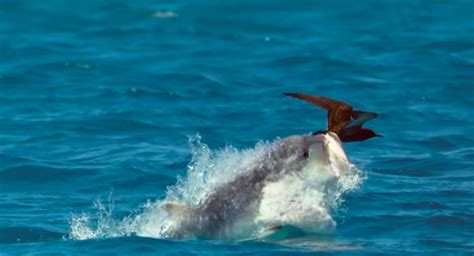 How Giant Trevally Attacks Birds