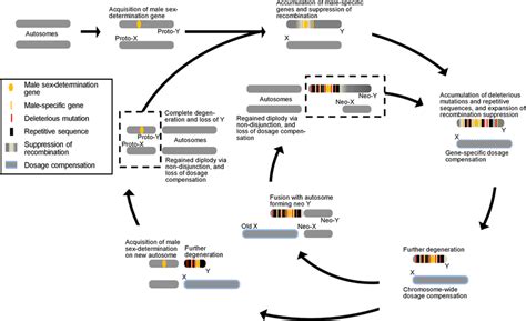 The Dynamic Cycle And Multiple Pathways Of Sex Chromosome Download Scientific Diagram