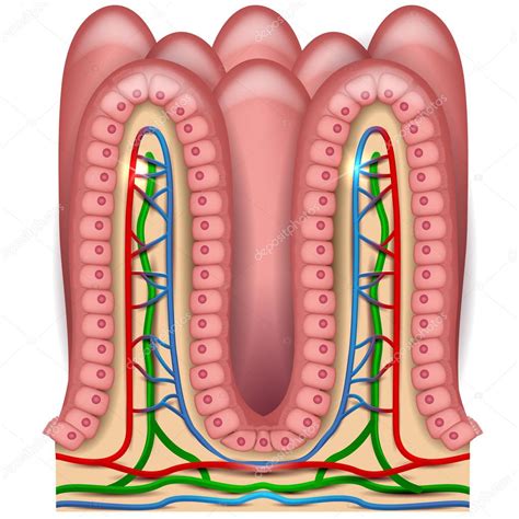 Anatomía De Las Vellosidades Intestinales Vector De Stock 101955086 De