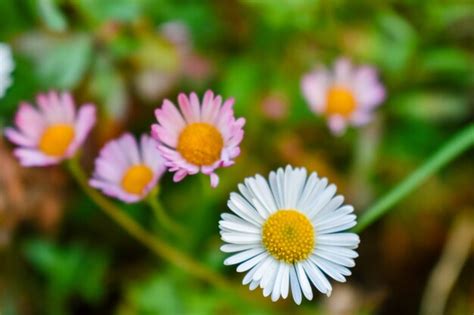 Premium Photo | Daisy flower in the garden