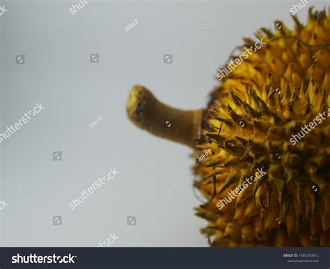 Durio Kutejensis Commonly Known Durian Pulu Stock Photo