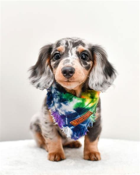 Dapple Mini Dachshund Puppies All Dachshund