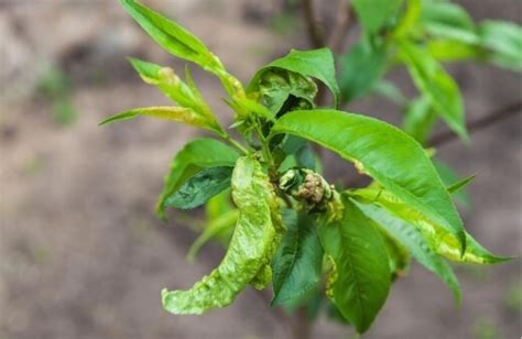 Citrus Leaf Curling How To Get It Out Of Your Garden Agt