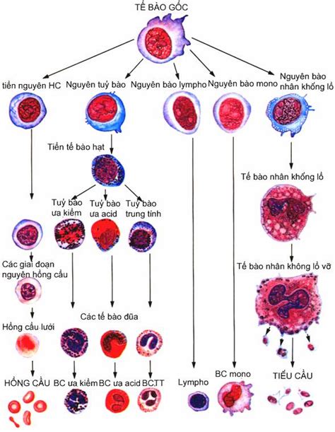 Nguồn gốc chức năng các tế bào máu Xét nghiệm Thanh Hóa