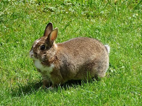 Free Photo Rabbit Meadow Grass Green Free Image On Pixabay 995045