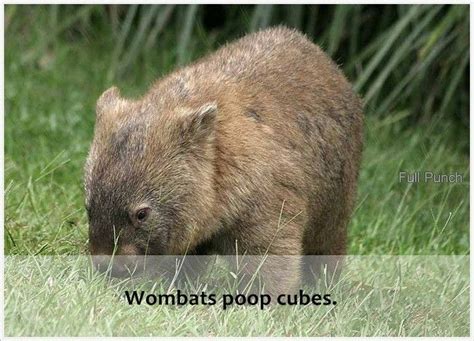 Wombats Poop Cubes Funny Pinterest