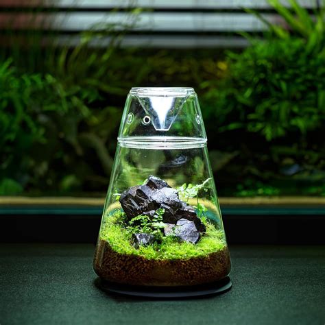 Amazon Glass Plant Terrarium With Lid X Inches Succulent