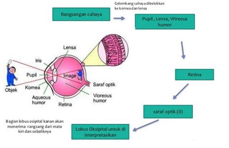 Proses Mata Melihat Atau Mekanisme Penglihatan Mata