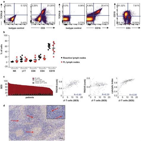 Boosting γδ T cell mediated antibody dependent cellular cytotoxicity by