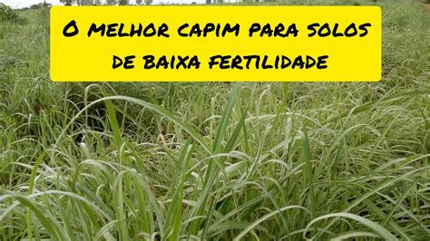 Qual Melhor Capim Para Solos De Baixa Fertilidade Esse Capim E O