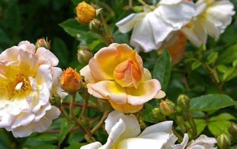 Free Images Nature Blossom White Petal Bloom Summer Botany