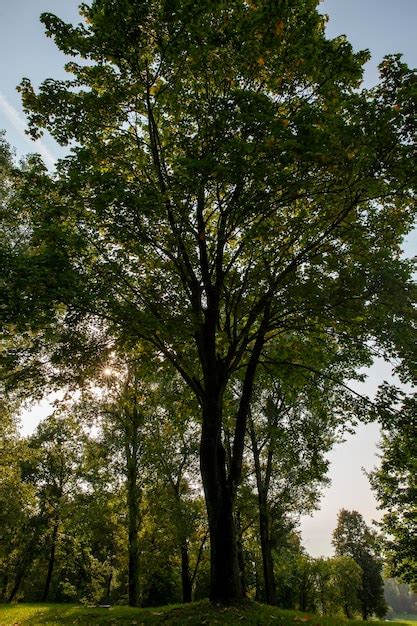 Rboles De Hoja Caduca Que Crecen En El Parque En Verano Foto Premium