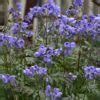 Polemonium Xheaven Scent Jacobs Ladder Milaegers